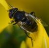 Eristalinus sepulchralis